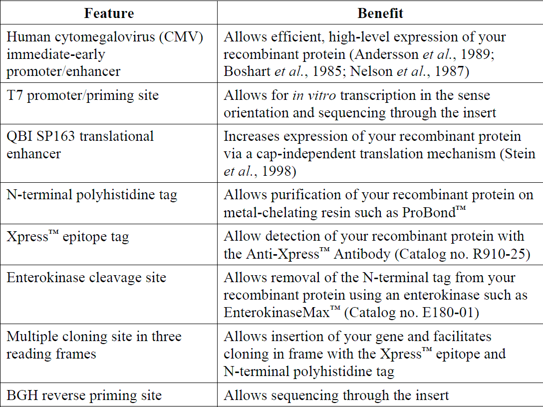 pcDNA4-HisMax 载体特征1